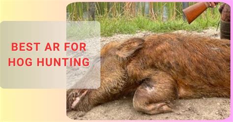cheap hog hunts arkansas